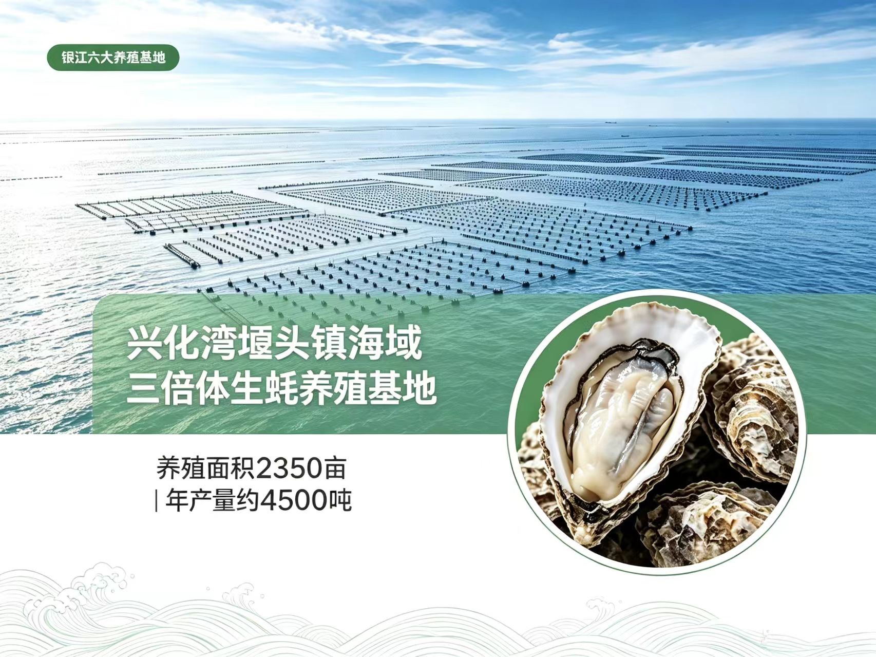 兴化湾埭头镇海域三倍体牡蛎养殖基地航拍